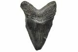 Juvenile Megalodon Tooth - South Carolina #195952-1